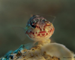 Wink and a Kiss from a lizard fish!!! I love this look ;)... by Larry Medenilla 